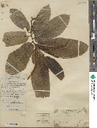 Castanea mollissima image