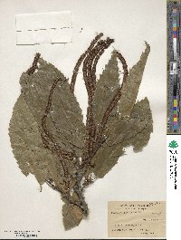 Castanea sativa image