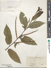 Castanea seguinii image