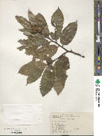 Castanea seguinii image