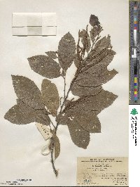 Castanea seguinii image