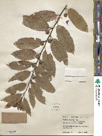 Castanea seguinii image