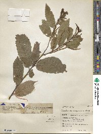 Castanea seguinii image