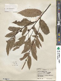 Castanea seguinii image