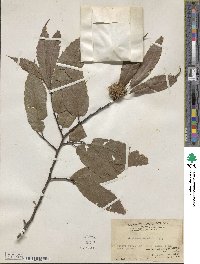 Castanea seguinii image