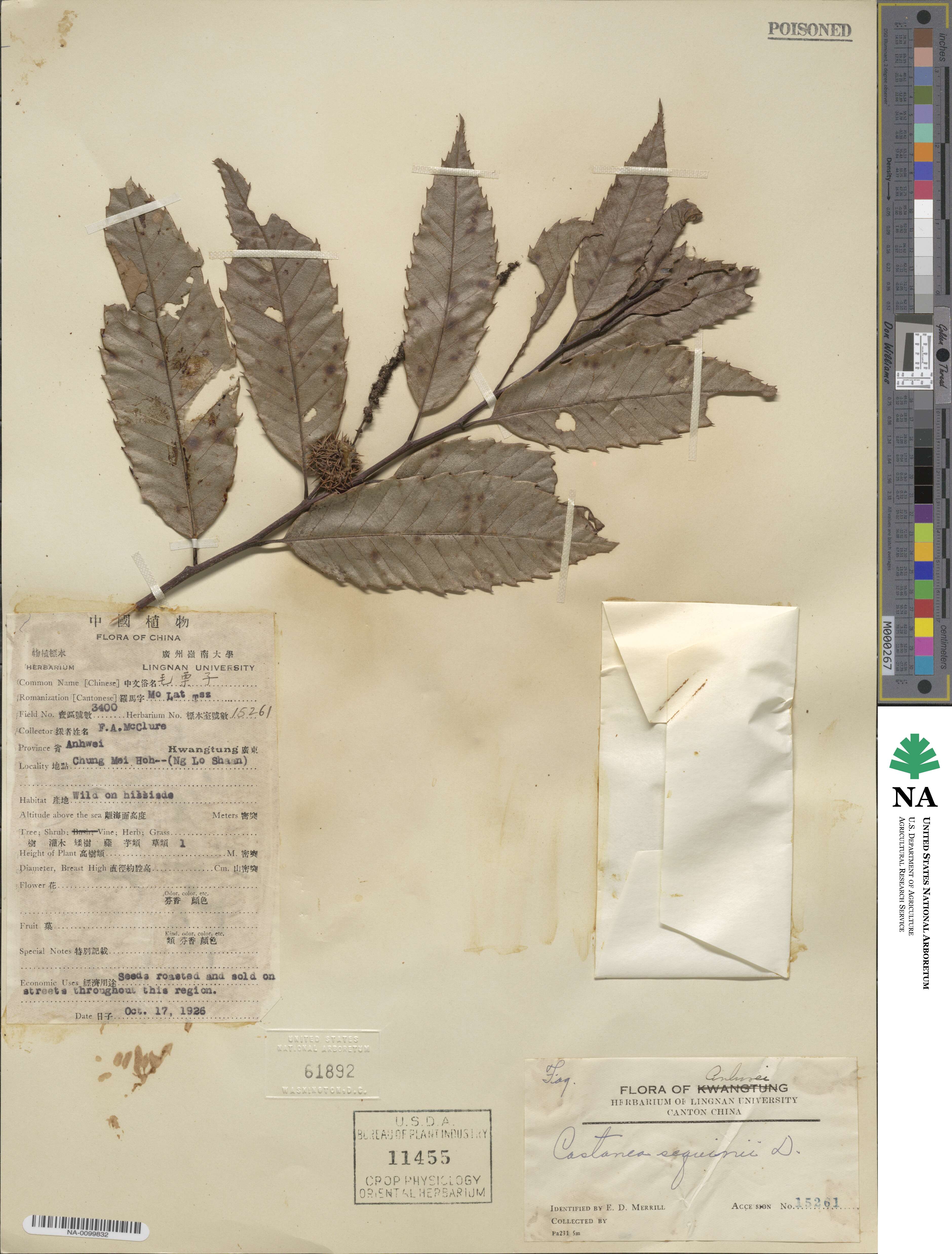 Castanea seguinii image