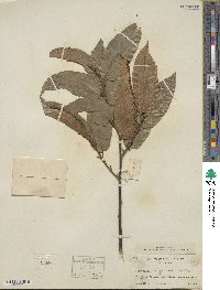 Castanea seguinii image