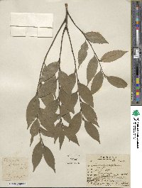 Castanopsis cuspidata image