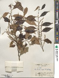 Castanopsis cuspidata image