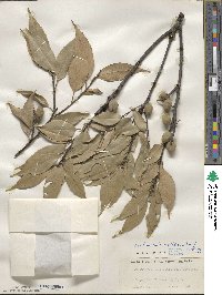 Castanopsis cuspidata image