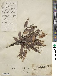 Castanopsis cuspidata image