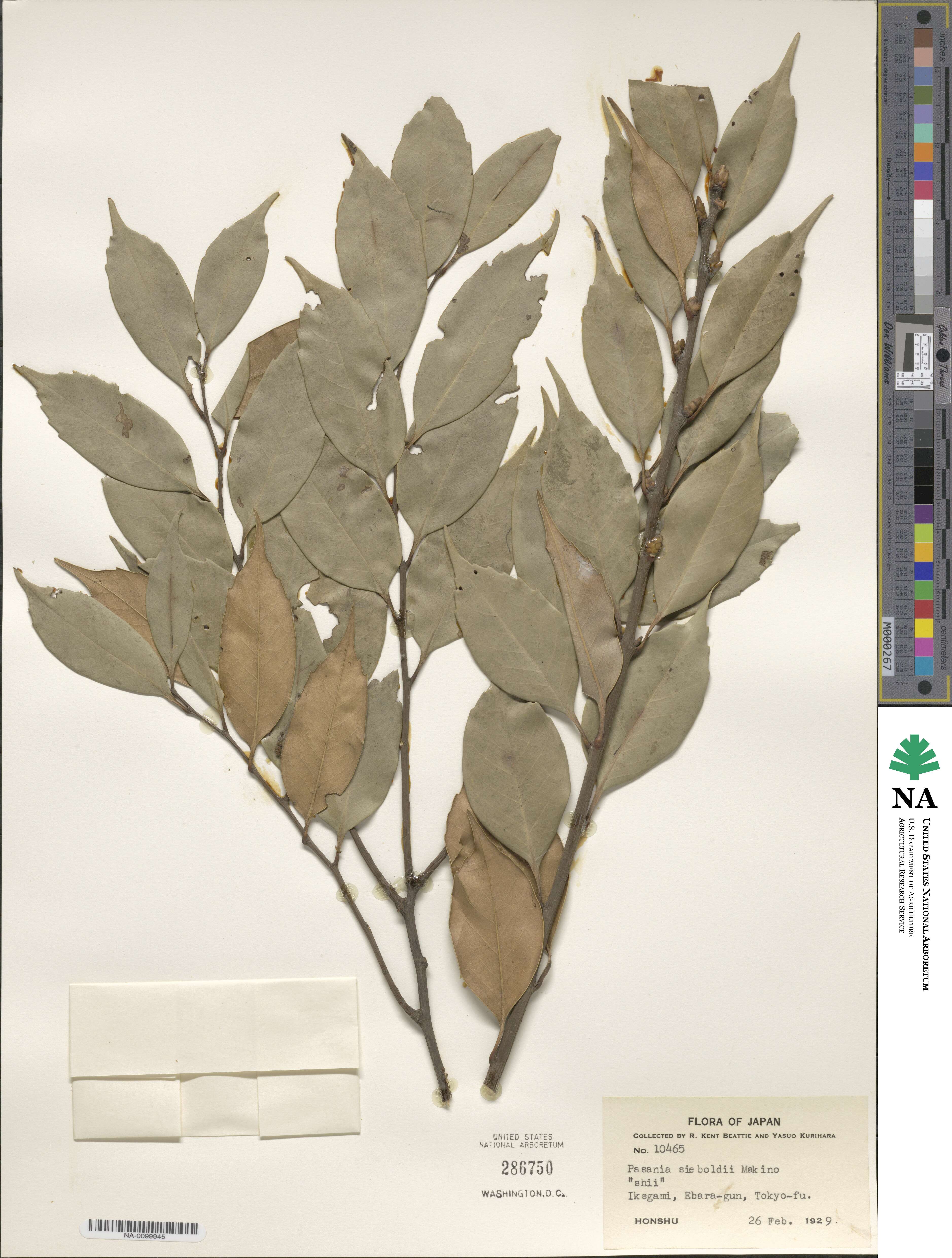 Castanopsis sieboldii image