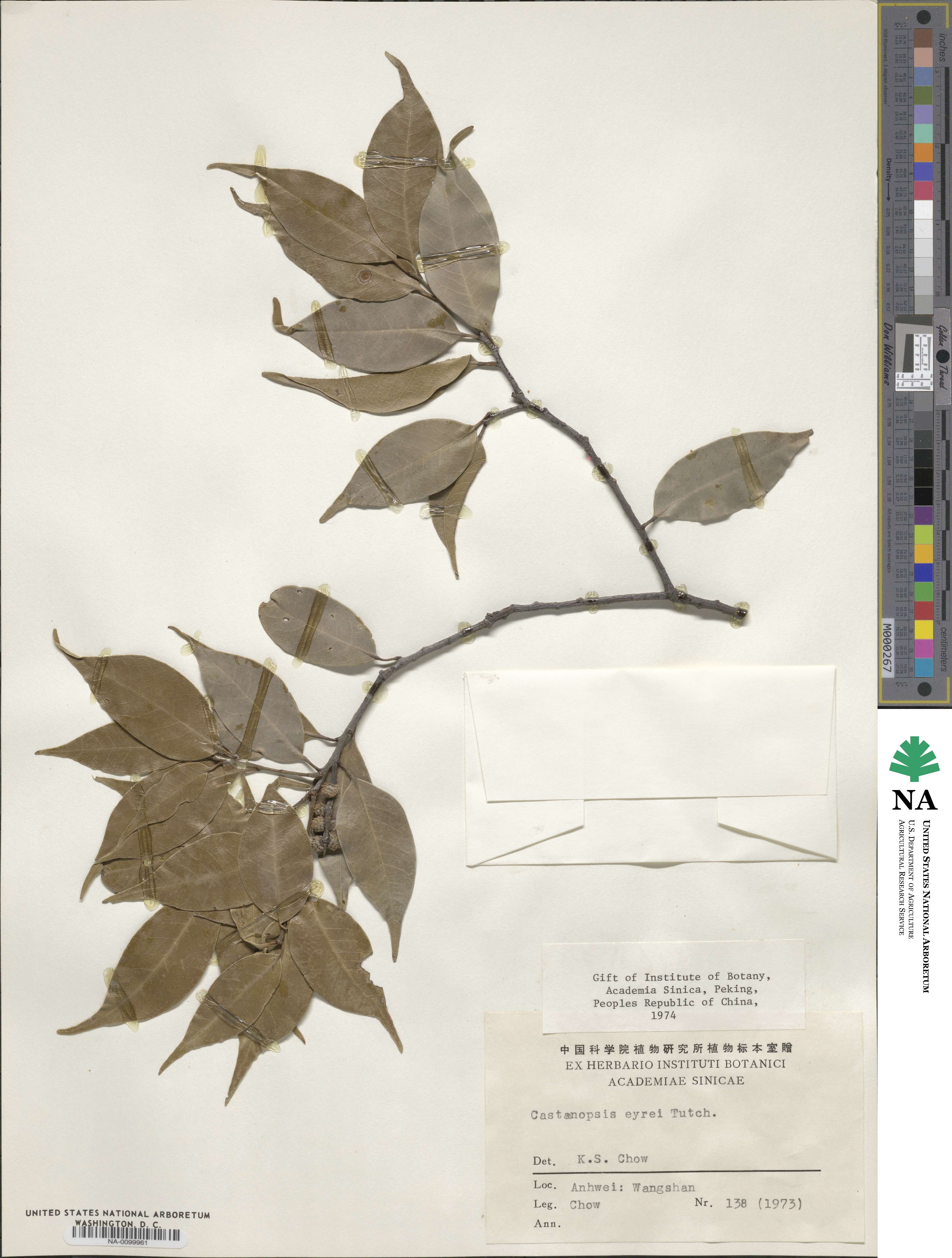Castanopsis eyrei image