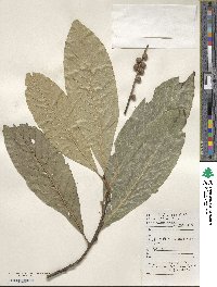 Castanopsis fissa image