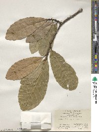 Castanopsis fissa image