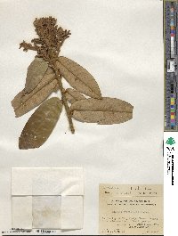 Castanopsis fordii image