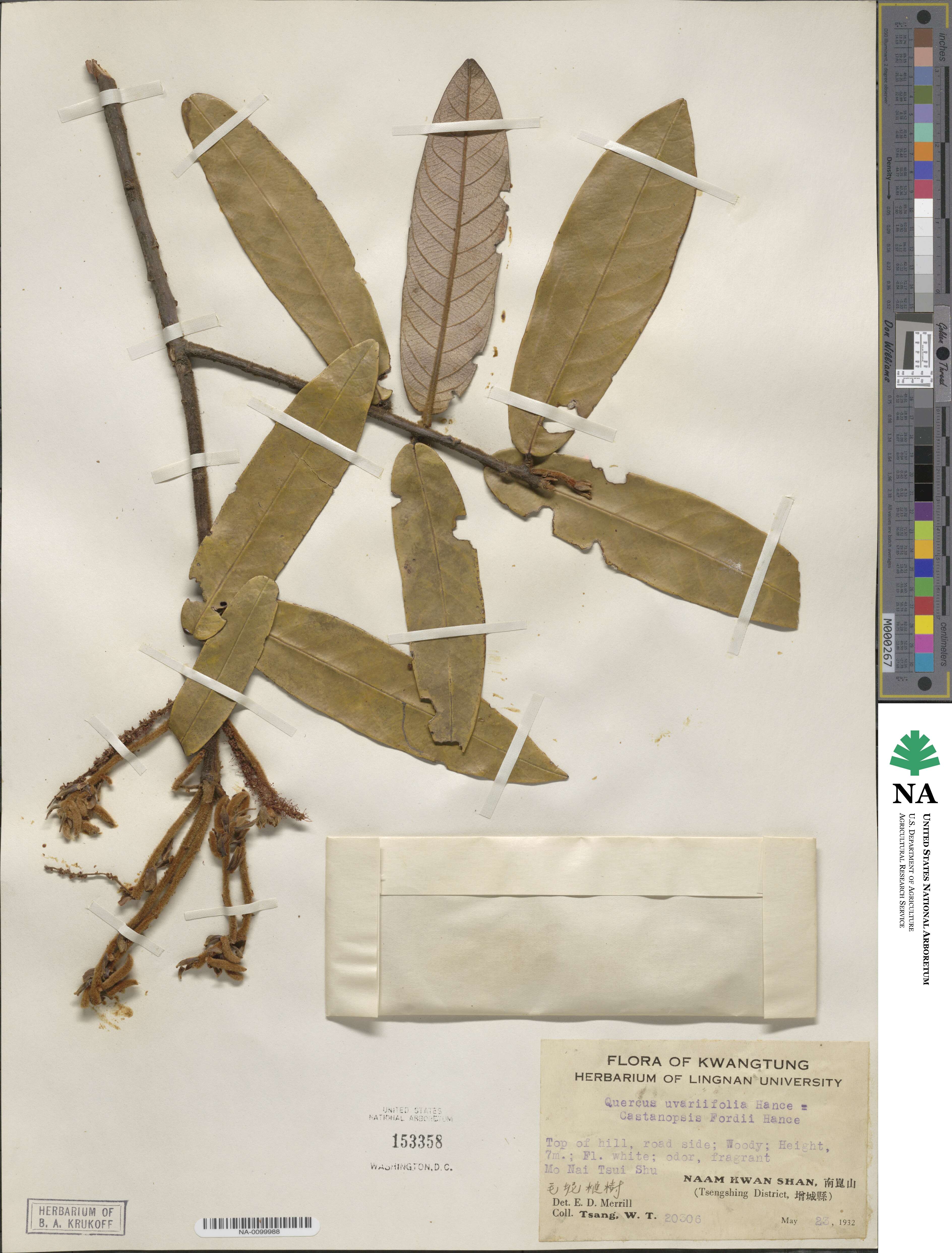 Castanopsis fordii image