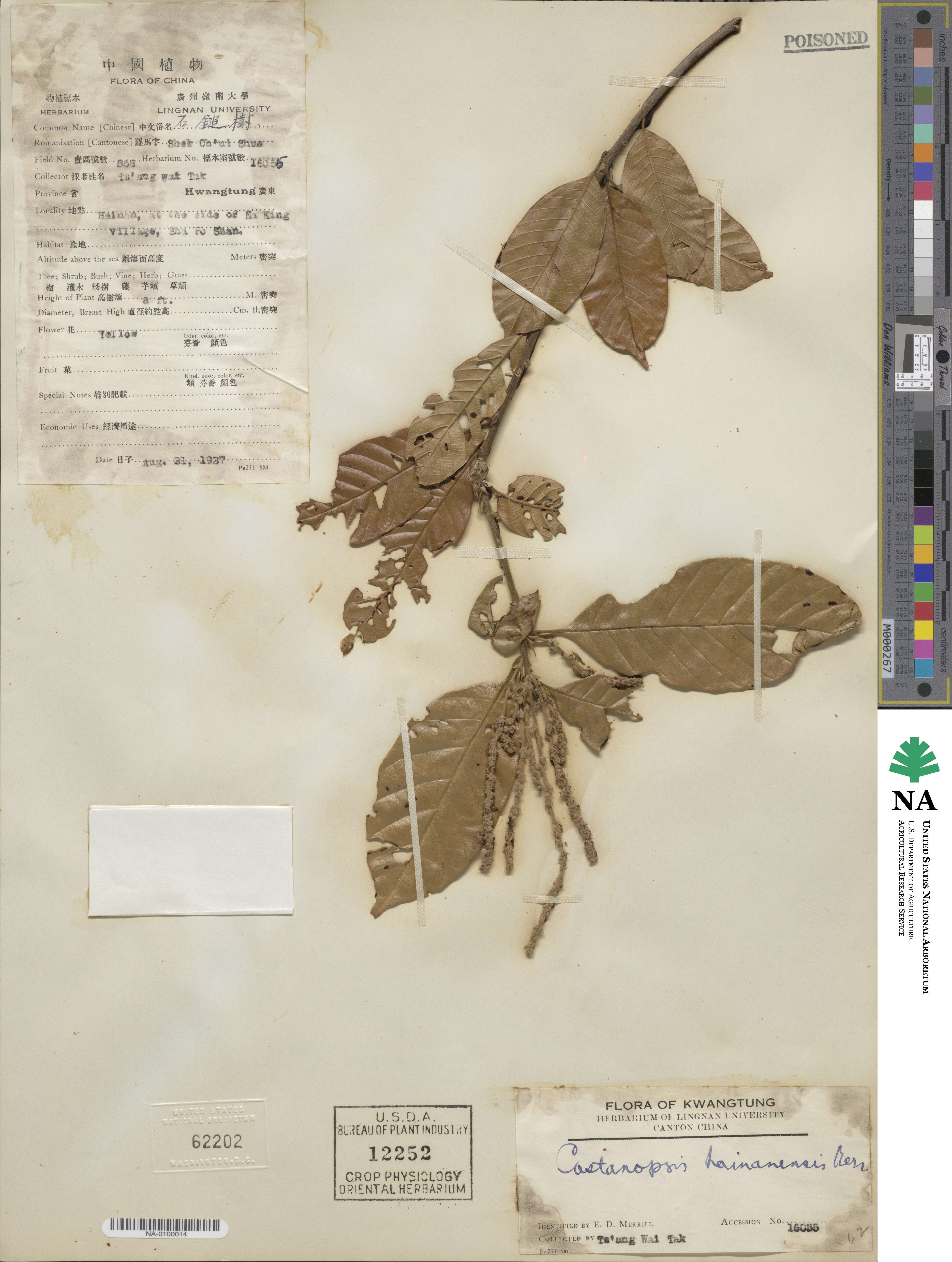 Castanopsis hainanensis image