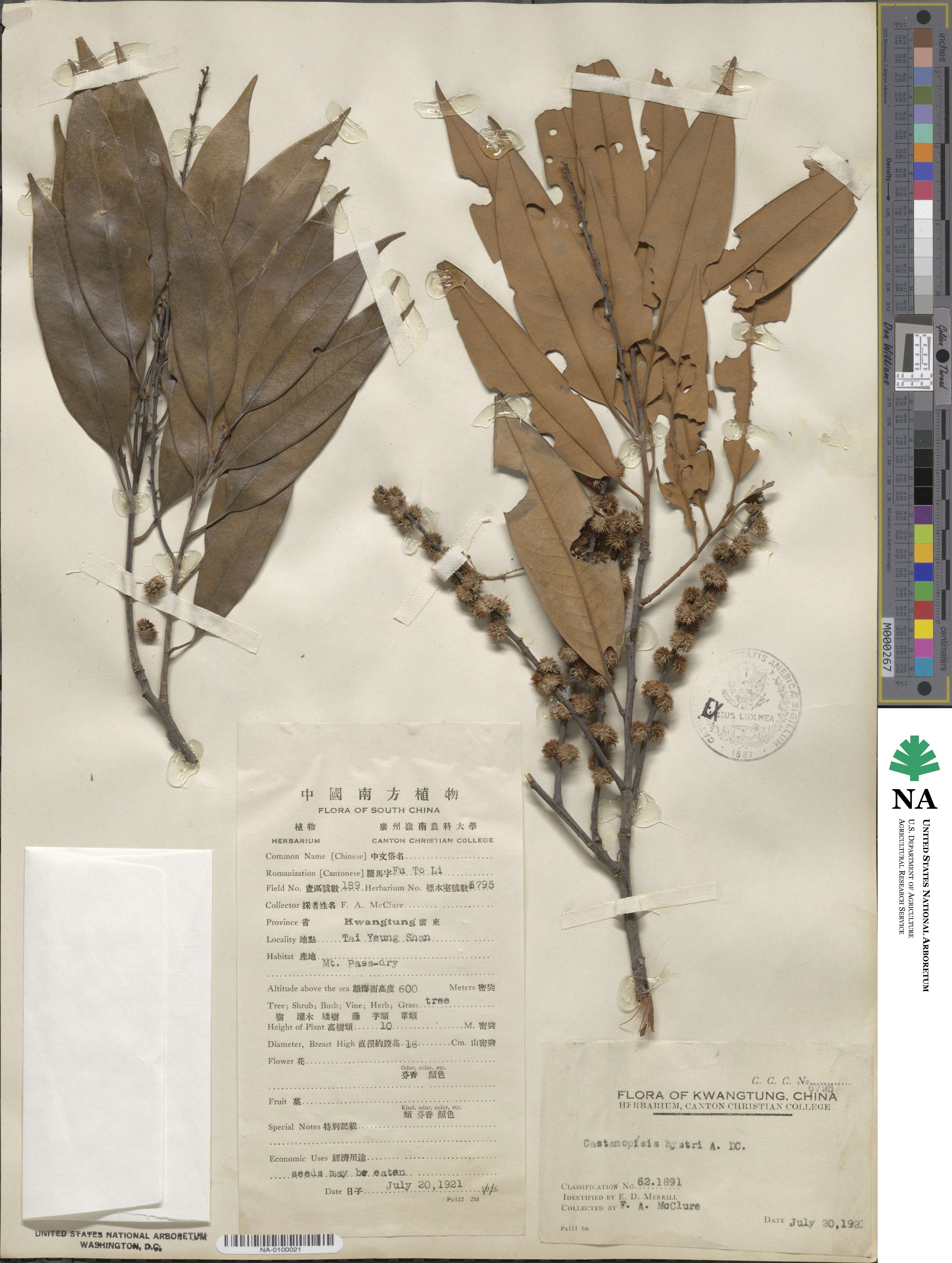 Castanopsis purpurella subsp. purpurella image