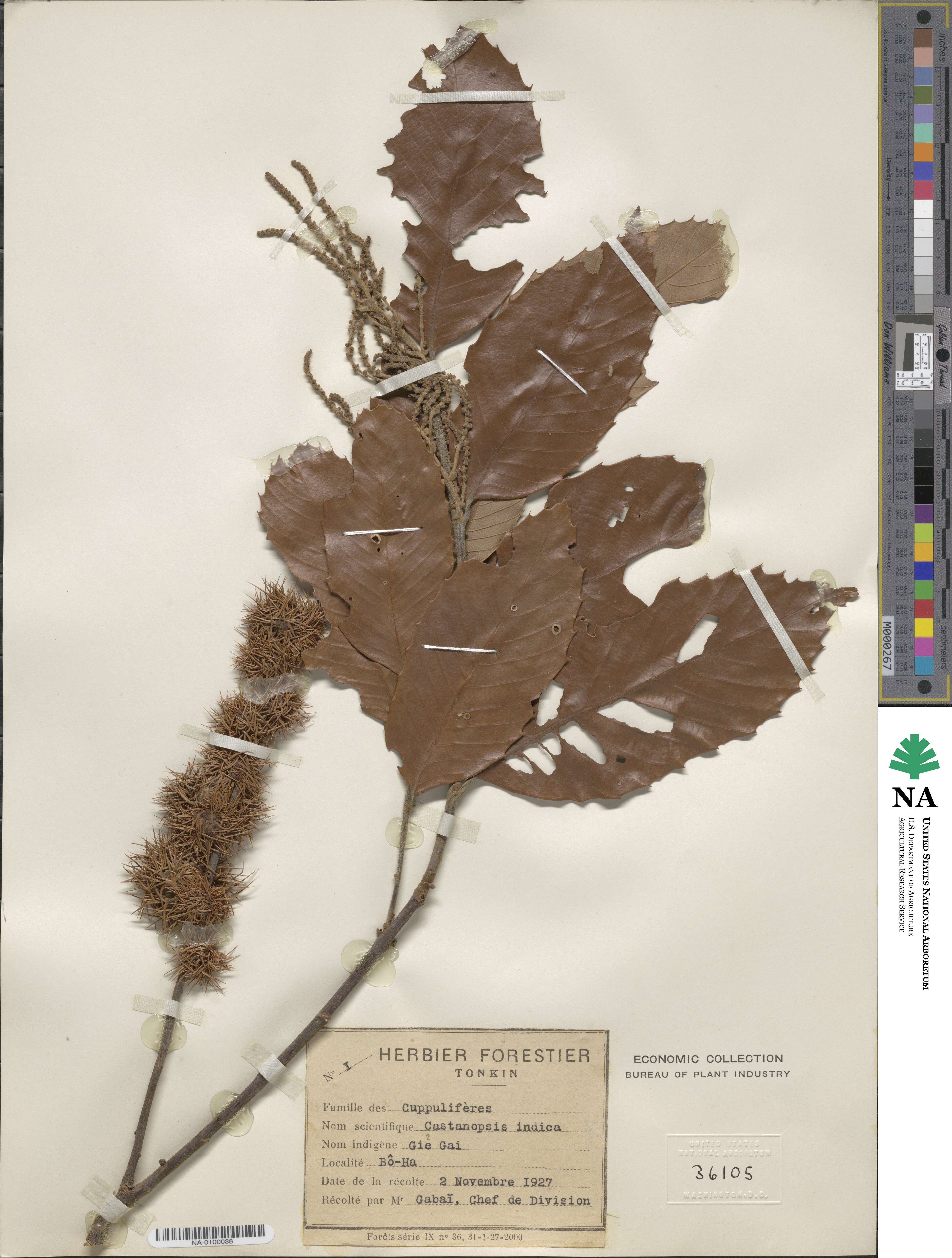 Castanopsis indica image