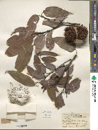 Castanopsis kawakamii image