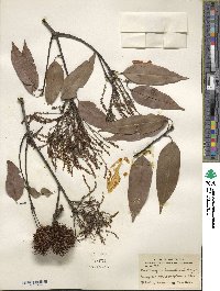 Castanopsis kawakamii image