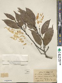 Castanopsis kawakamii image