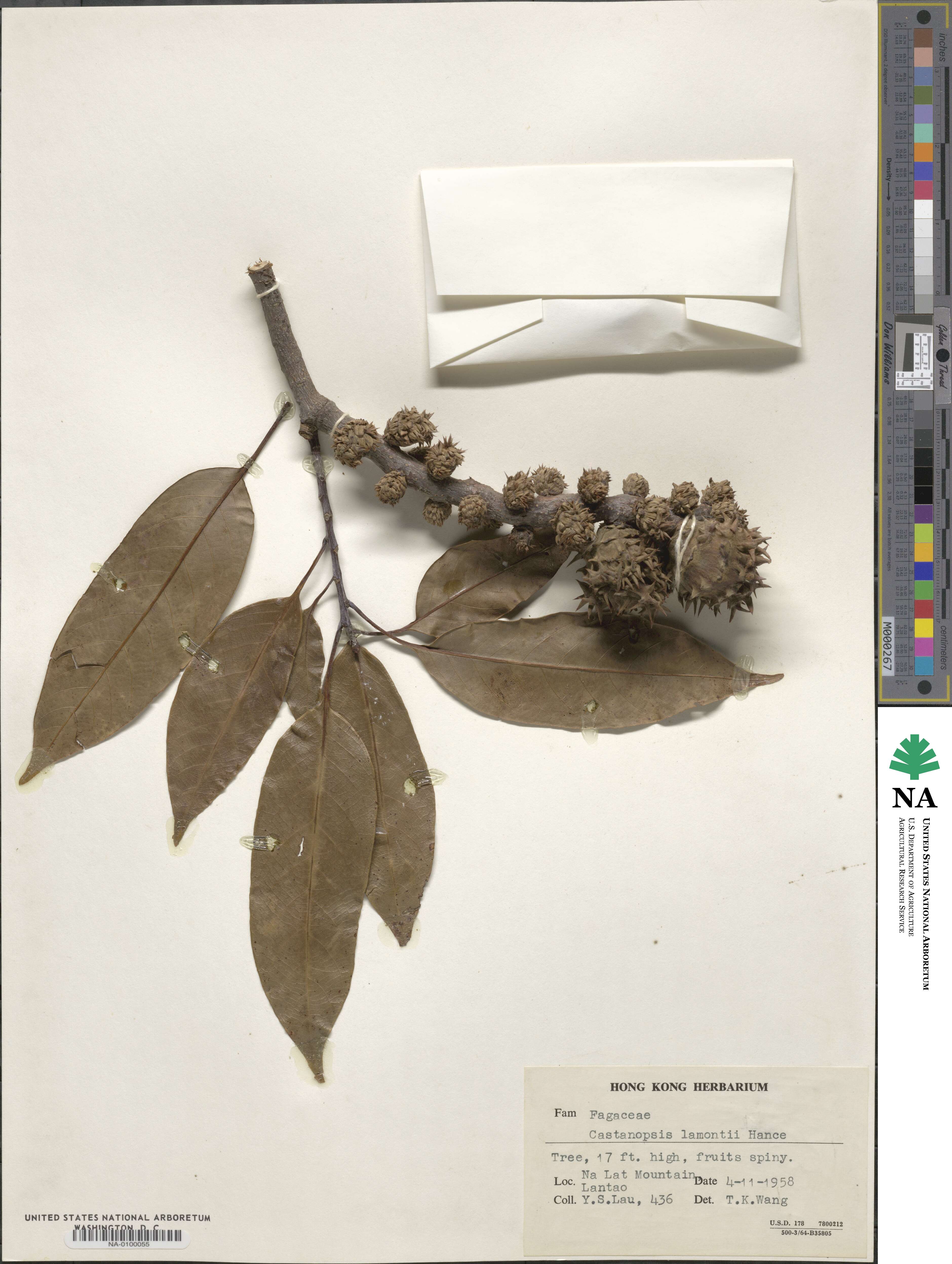 Castanopsis lamontii image