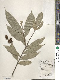 Castanopsis sclerophylla image