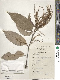 Castanopsis sclerophylla image