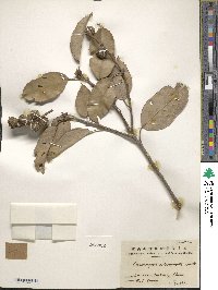 Castanopsis sclerophylla image