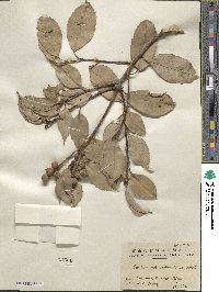 Castanopsis sclerophylla image