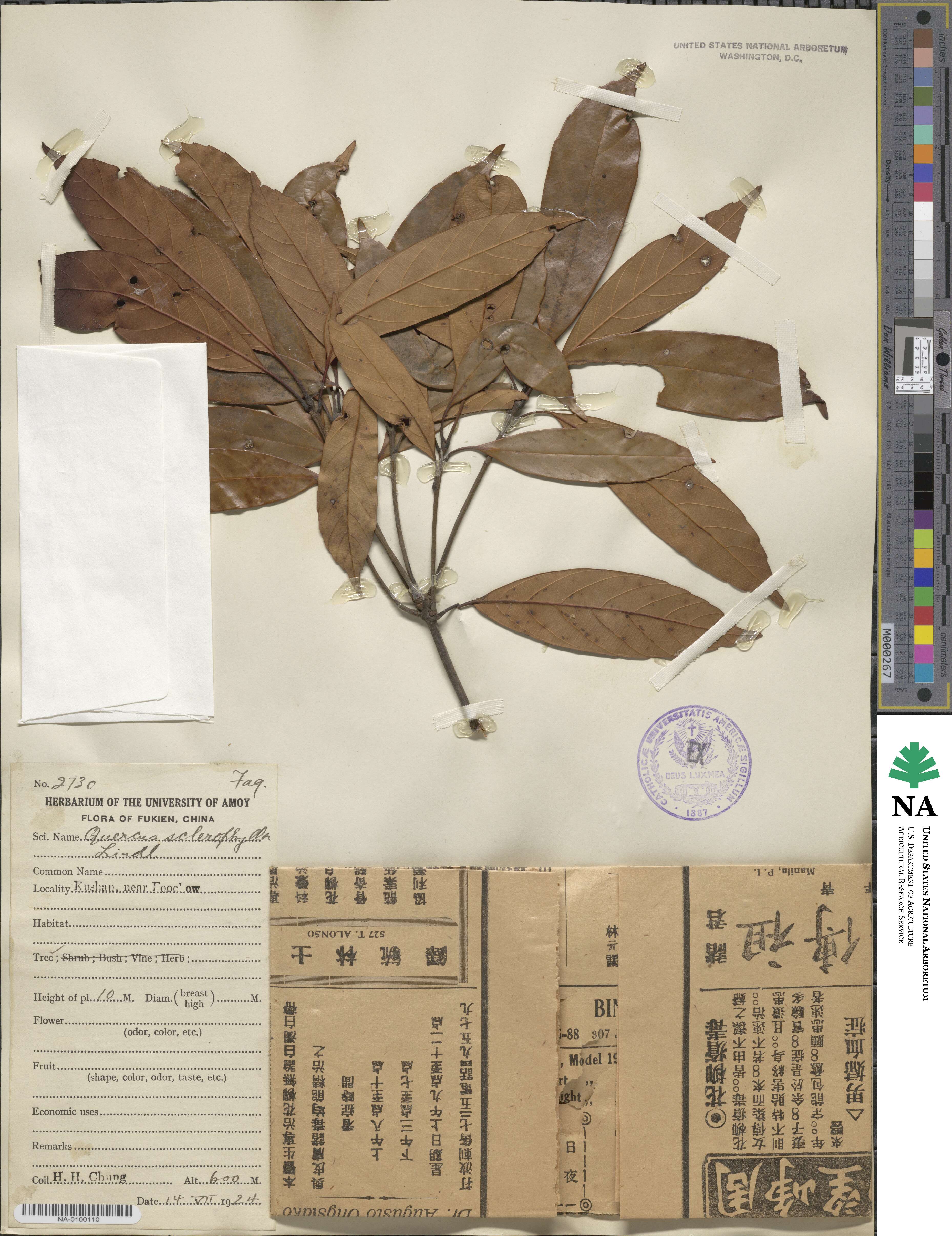 Castanopsis sclerophylla image