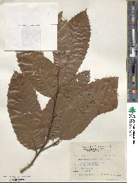 Castanopsis indica image