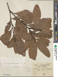 Castanopsis indica image