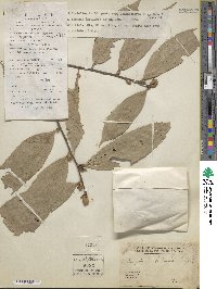 Castanopsis tribuloides image