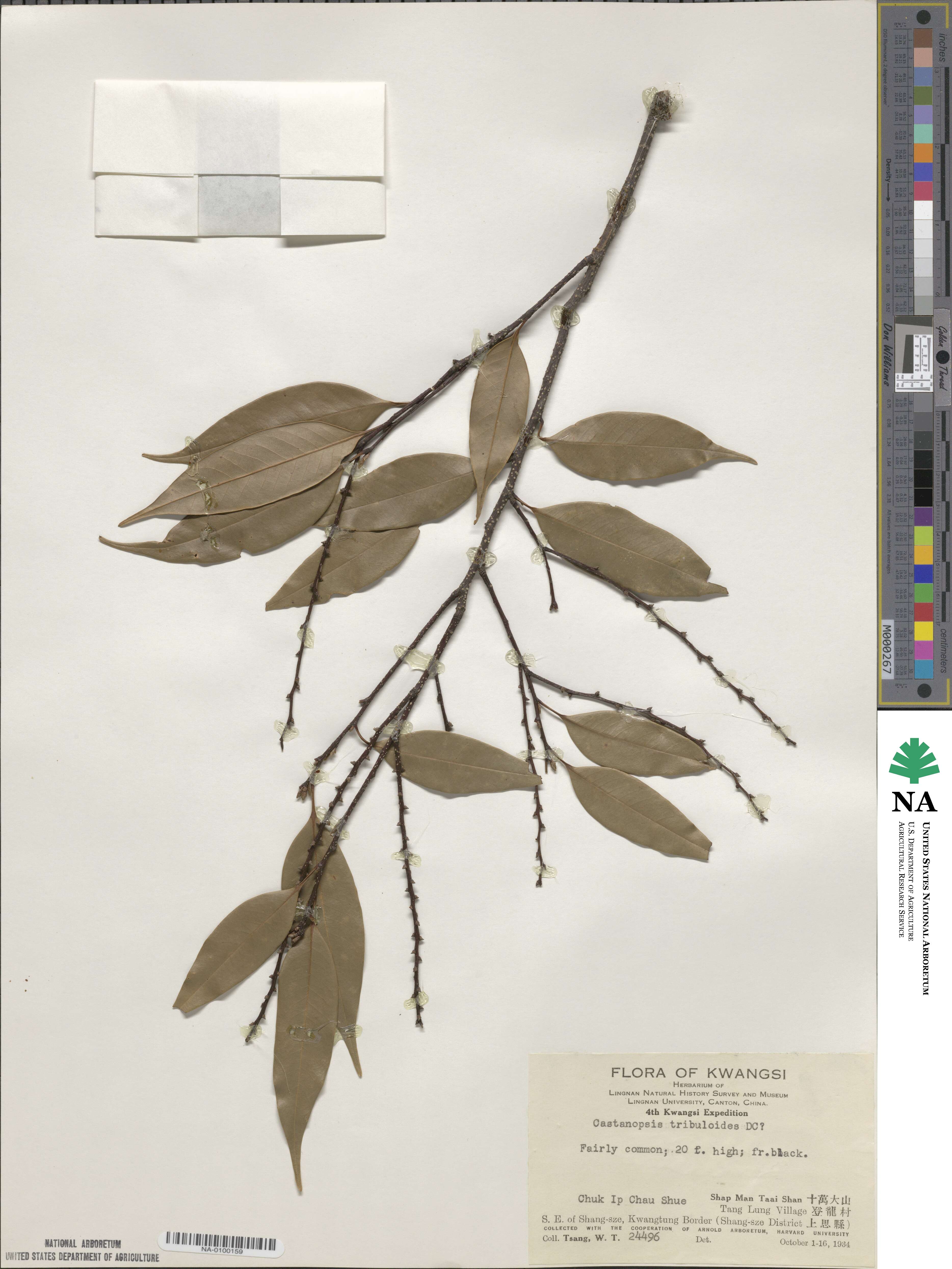 Castanopsis tribuloides image