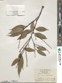 Castanopsis tribuloides image