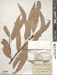 Castanea henryi image