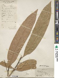 Castanea henryi image