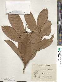 Castanopsis kawakamii image