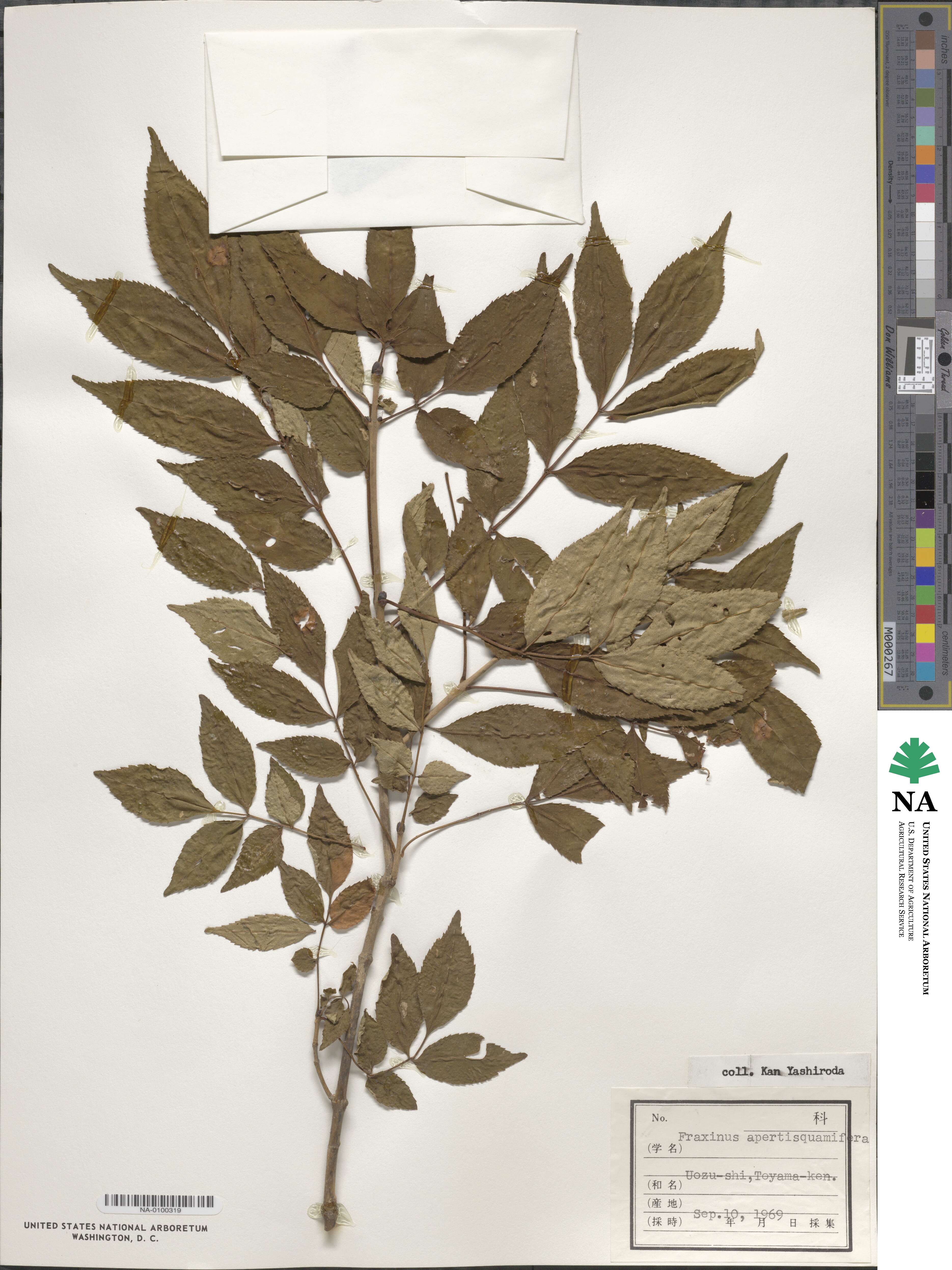 Fraxinus apertisquamifera image