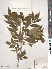 Image of Fraxinus apertisquamifera