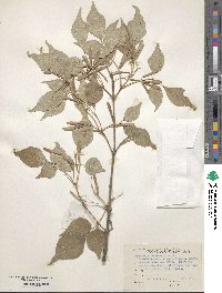 Fraxinus chinensis image