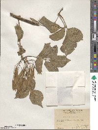 Fraxinus chinensis image