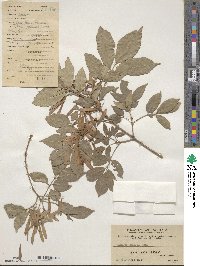 Fraxinus chinensis image