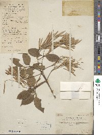 Fraxinus chinensis image