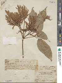 Fraxinus chinensis image