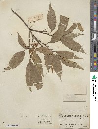 Fraxinus chinensis image