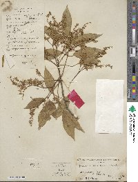 Fraxinus chinensis image